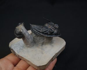 Zlichovaspis rugosa y Morocops ovatus