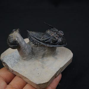 Zlichovaspis rugosa y Morocops ovatus