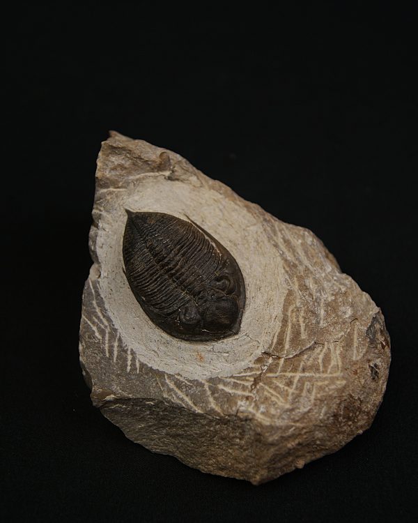 Zlichovaspis rugosa