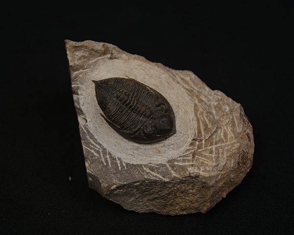 Zlichovaspis rugosa