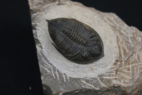 Zlichovaspis rugosa