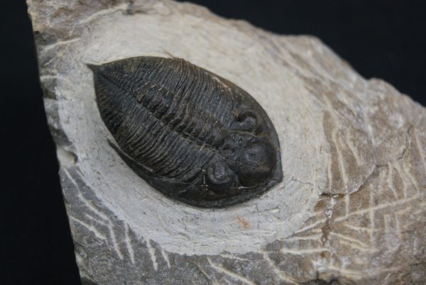 Zlichovaspis rugosa