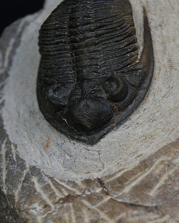 Zlichovaspis rugosa