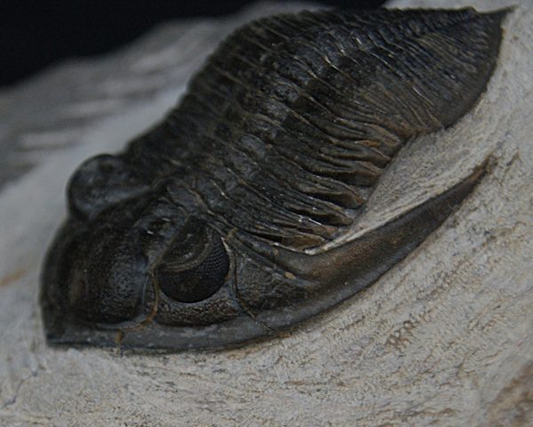 Zlichovaspis rugosa