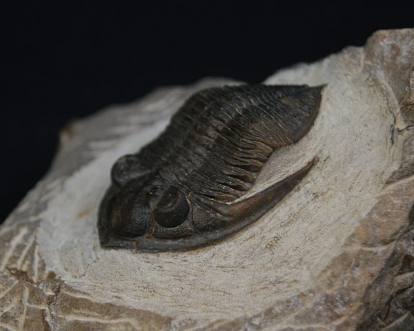 Zlichovaspis rugosa