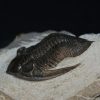 Zlichovaspis rugosa