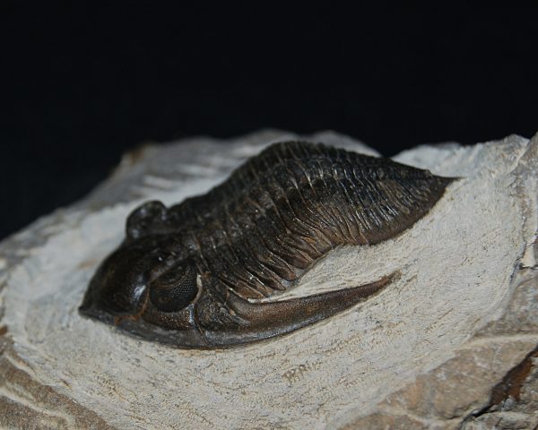 Zlichovaspis rugosa