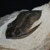 Zlichovaspis rugosa
