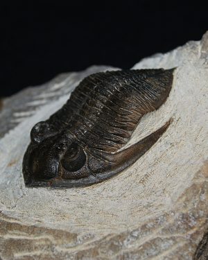 Zlichovaspis rugosa