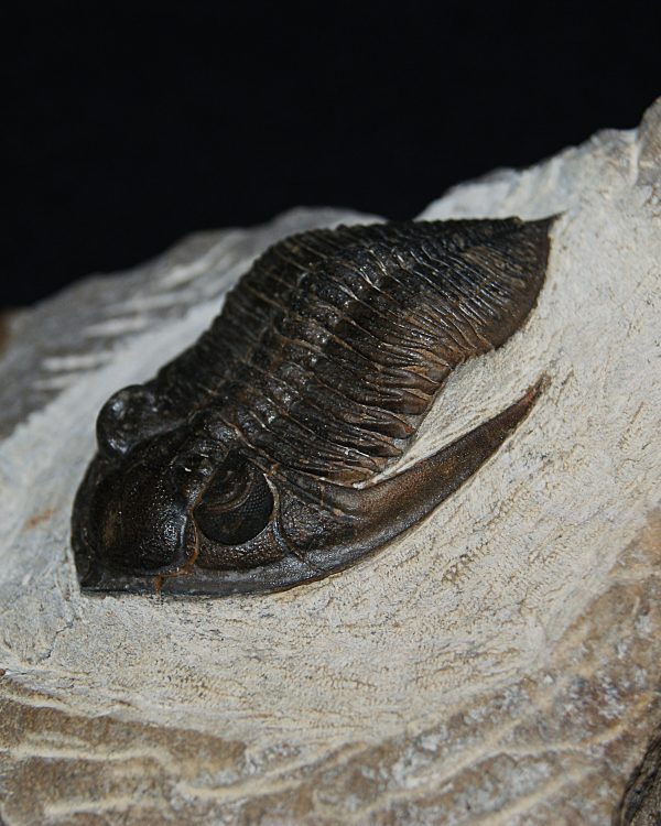 Zlichovaspis rugosa