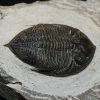 Zlichovaspis rugosa