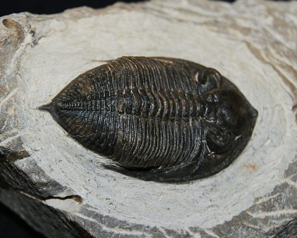 Zlichovaspis rugosa