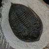 Zlichovaspis rugosa