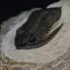 Zlichovaspis rugosa