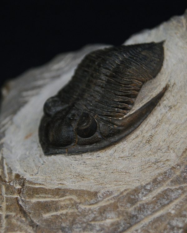 Zlichovaspis rugosa