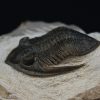 Zlichovaspis rugosa