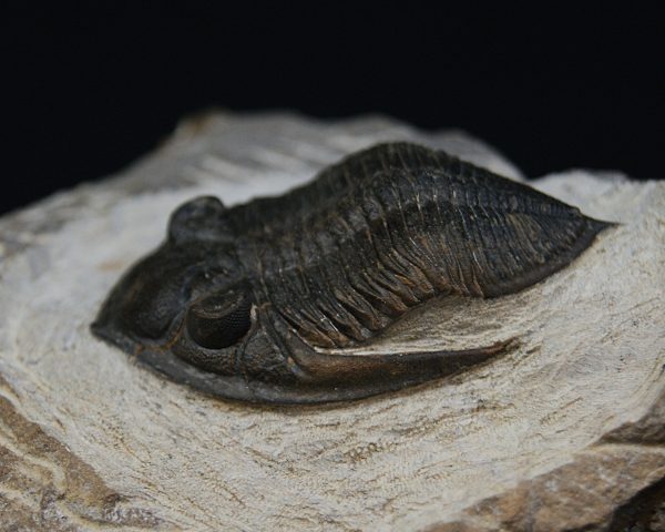 Zlichovaspis rugosa