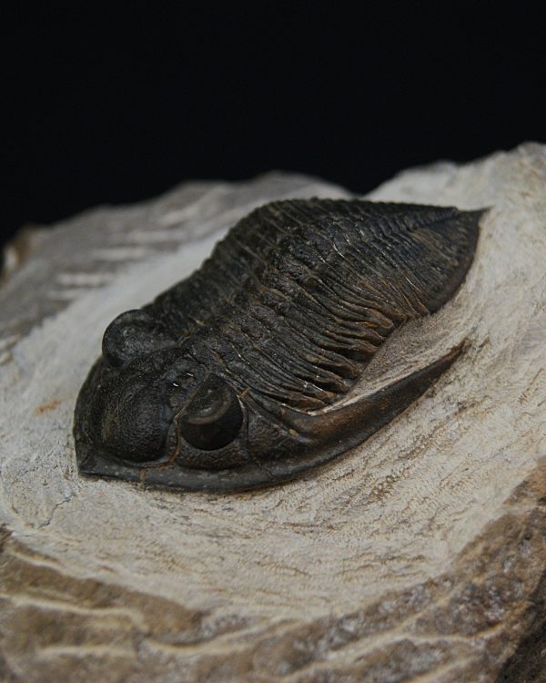 Zlichovaspis rugosa