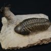 Leonaspis en vuelo con Reedops