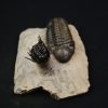 Leonaspis en vuelo con Reedops