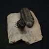 Leonaspis en vuelo con Reedops
