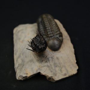 Leonaspis en vuelo con Reedops