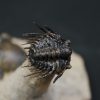 Leonaspis en vuelo con Reedops
