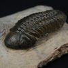 Leonaspis en vuelo con Reedops