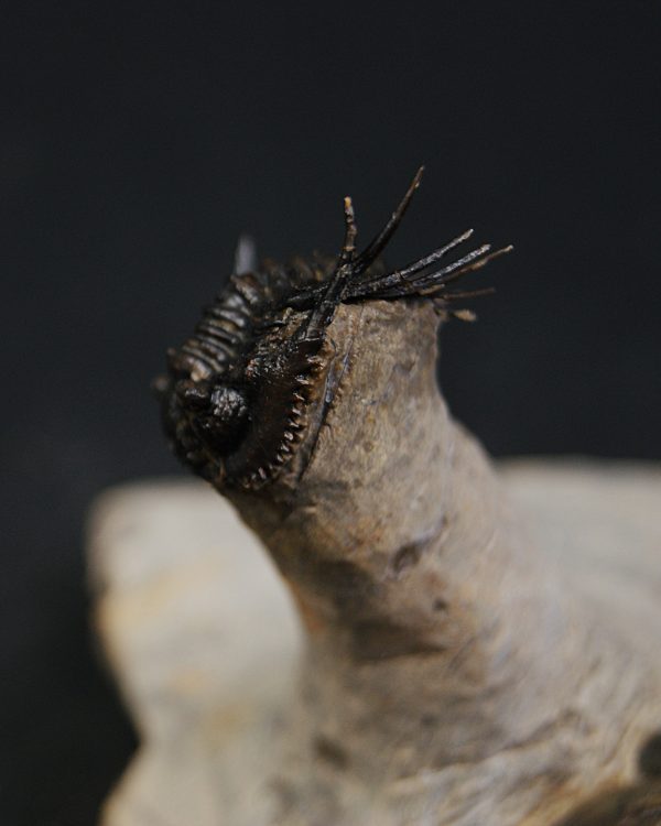 Leonaspis en vuelo con Reedops