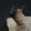 Leonaspis en vuelo con Reedops