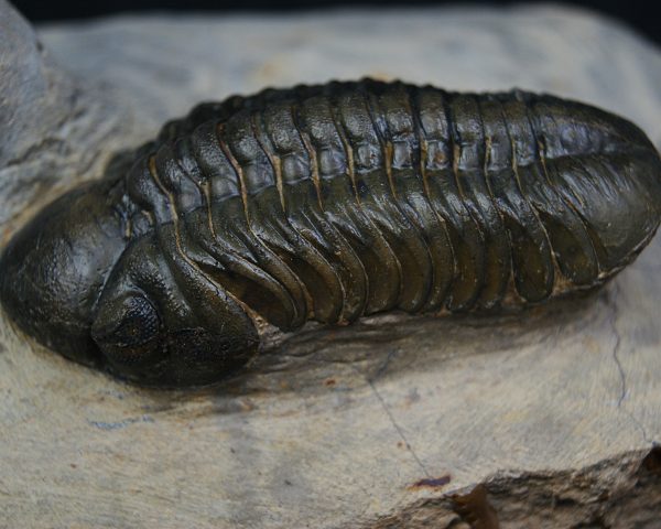 Leonaspis en vuelo con Reedops
