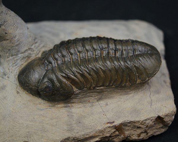 Leonaspis en vuelo con Reedops