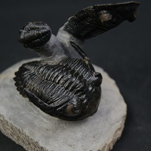 Dos Hollardops y un Proetus en vuelo