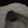 Leonaspis