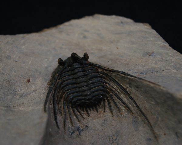 Leonaspis