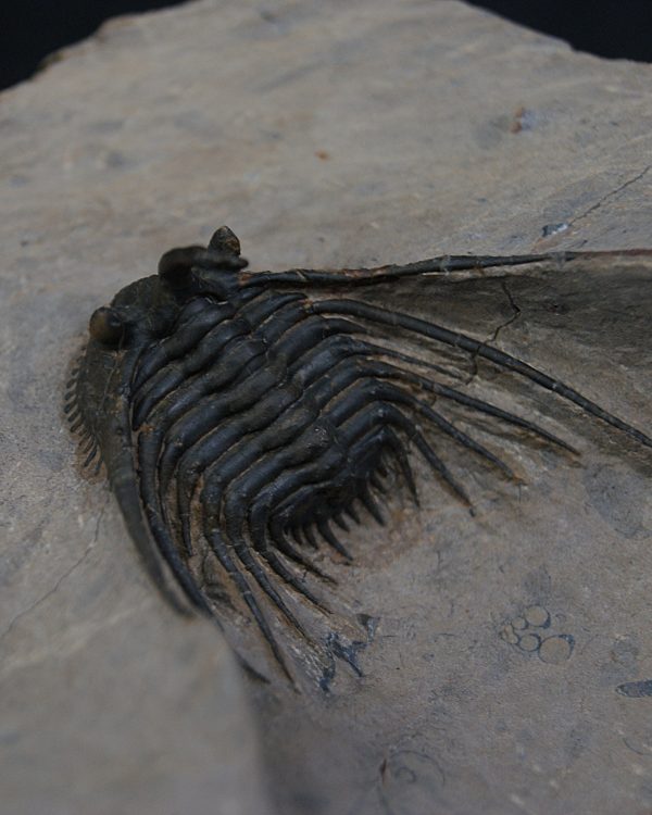 Leonaspis