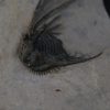 Leonaspis