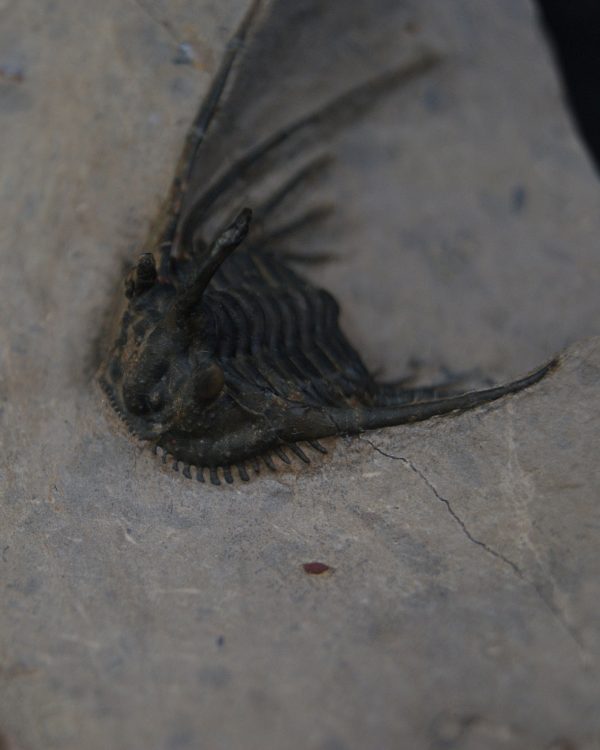 Leonaspis