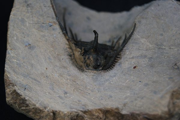 Leonaspis