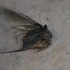 Leonaspis