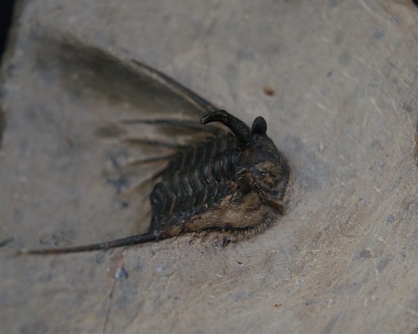 Leonaspis