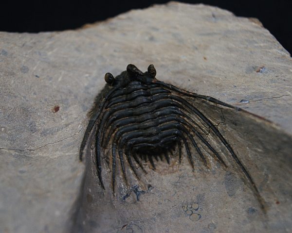 Leonaspis