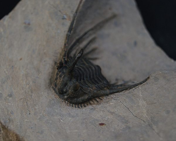 Leonaspis