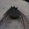 Leonaspis