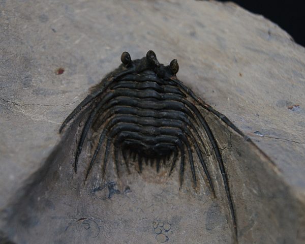 Leonaspis