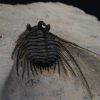 Leonaspis