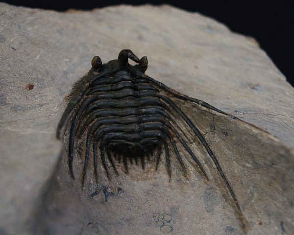 Leonaspis