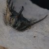 Leonaspis