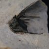 Leonaspis