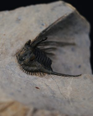Leonaspis